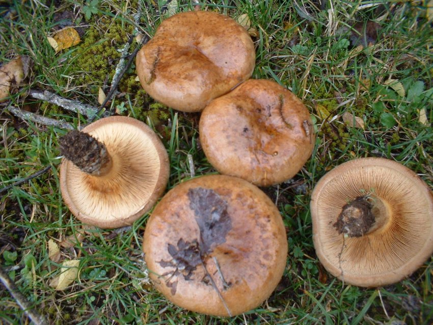 paxillus involutus